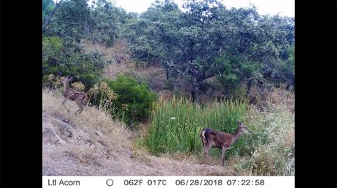 Foto 4 de Finca rústica en venda a Pozoblanco, Córdoba