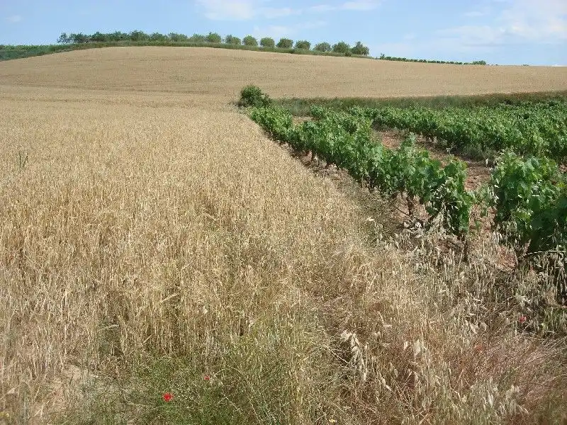 Terreny rústic en venda a Villamediana de Iregua, imagen 2