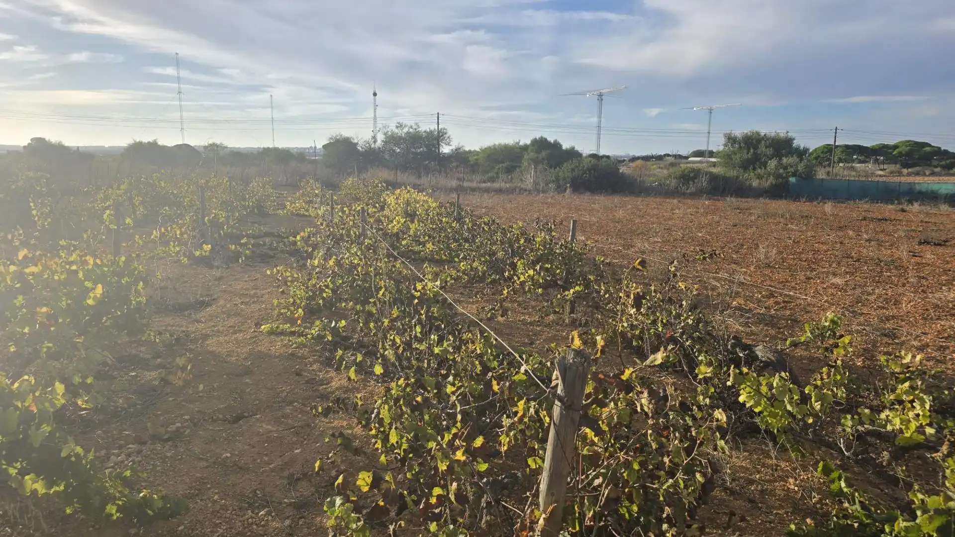 Land for sale in Los Franceses – La Vega