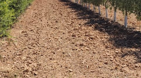 EN VENTA PARCELA DE OLIVOS CTRA . MARCHENA ECIJA (SEVILLA), immagine 2
