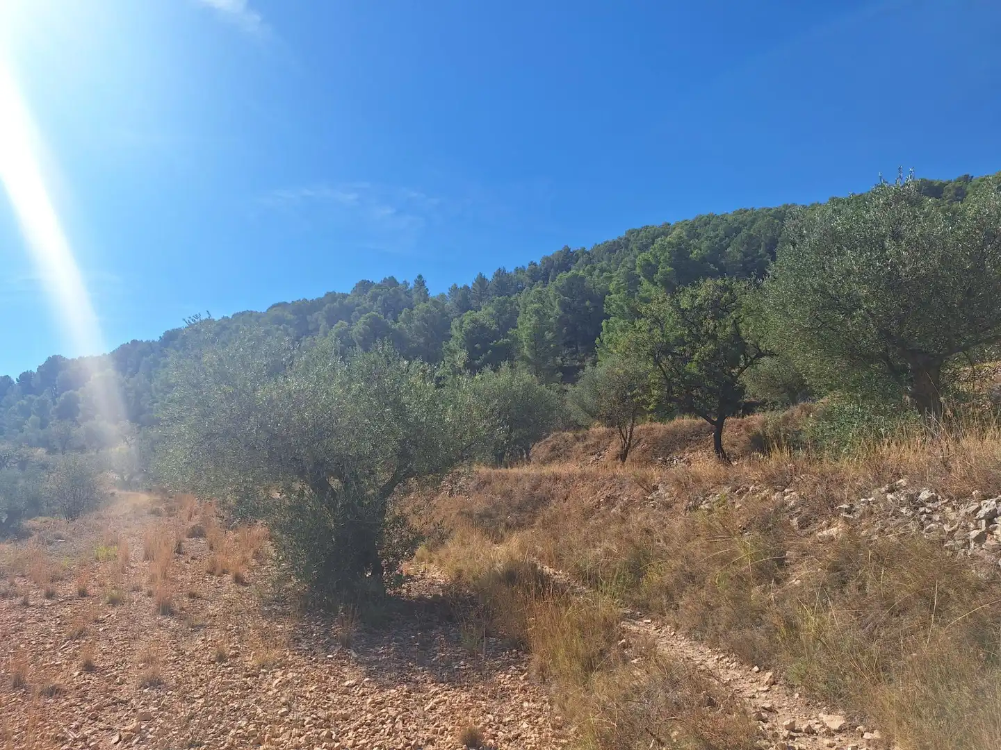 Rural land for sale in Castalla, imagen 7