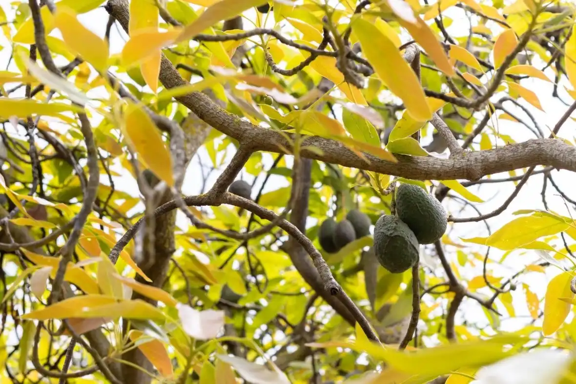 Jardí de Finca rústica en venda en La Orotava amb Terrassa