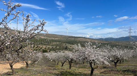Finca de almendros en Padul, immagine 2