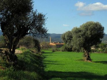 Terreny rústic en venda a Parlavà