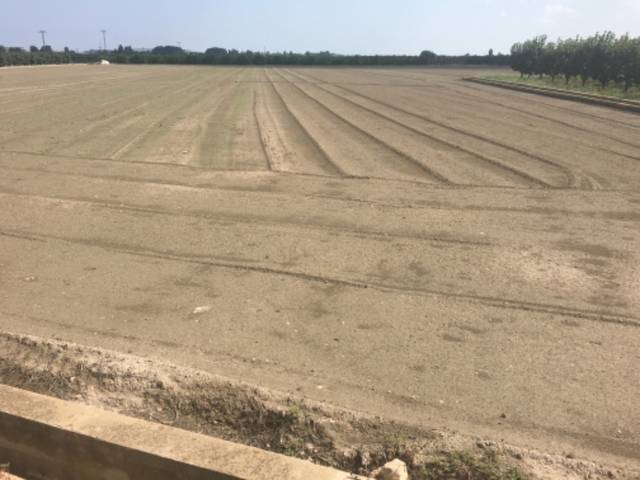 Terreno en Venta en PR PLA DEL PI en Sollana