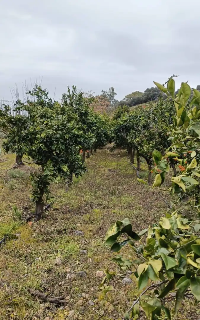 Terreni e lotti in vendita a Talavera la Real, imagen 17