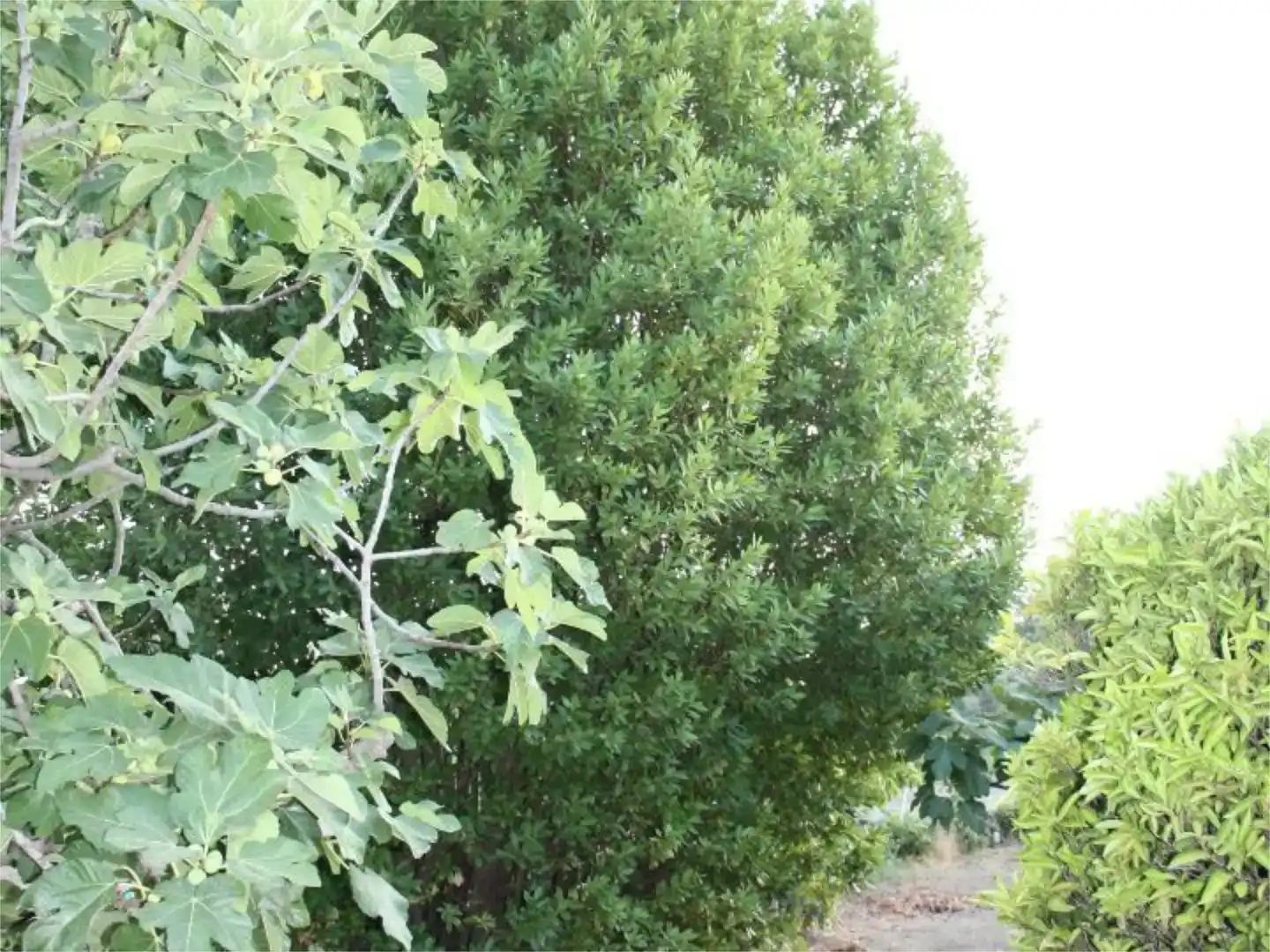 Jardín de Finca rústica en venta en Losar de la Vera