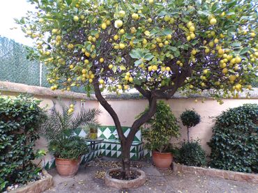 Doppelhaushälfte mit Garten zum Verkauf in Casas Verdes - Ermita