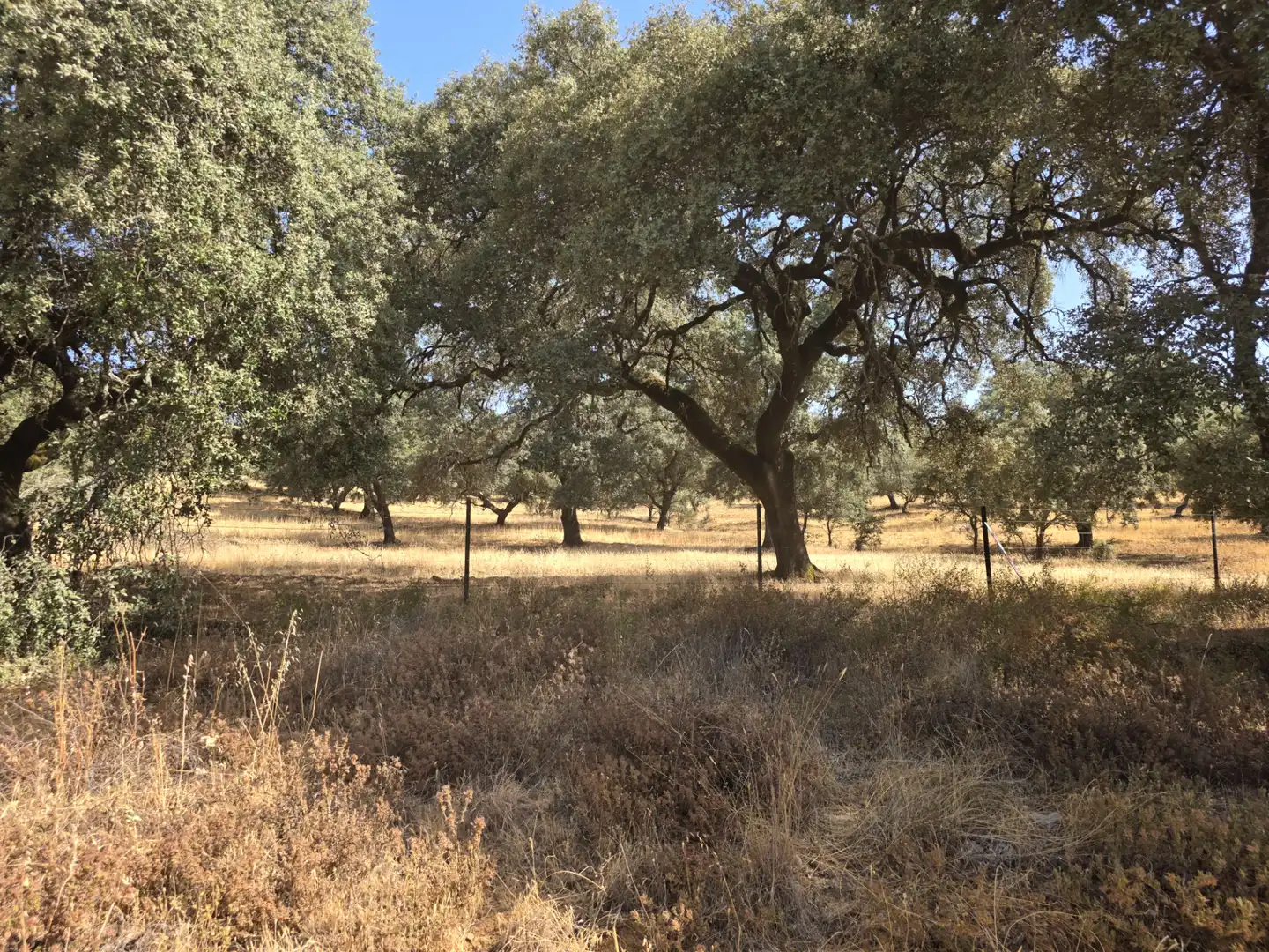 Rural land for sale in Sur, imagen 8