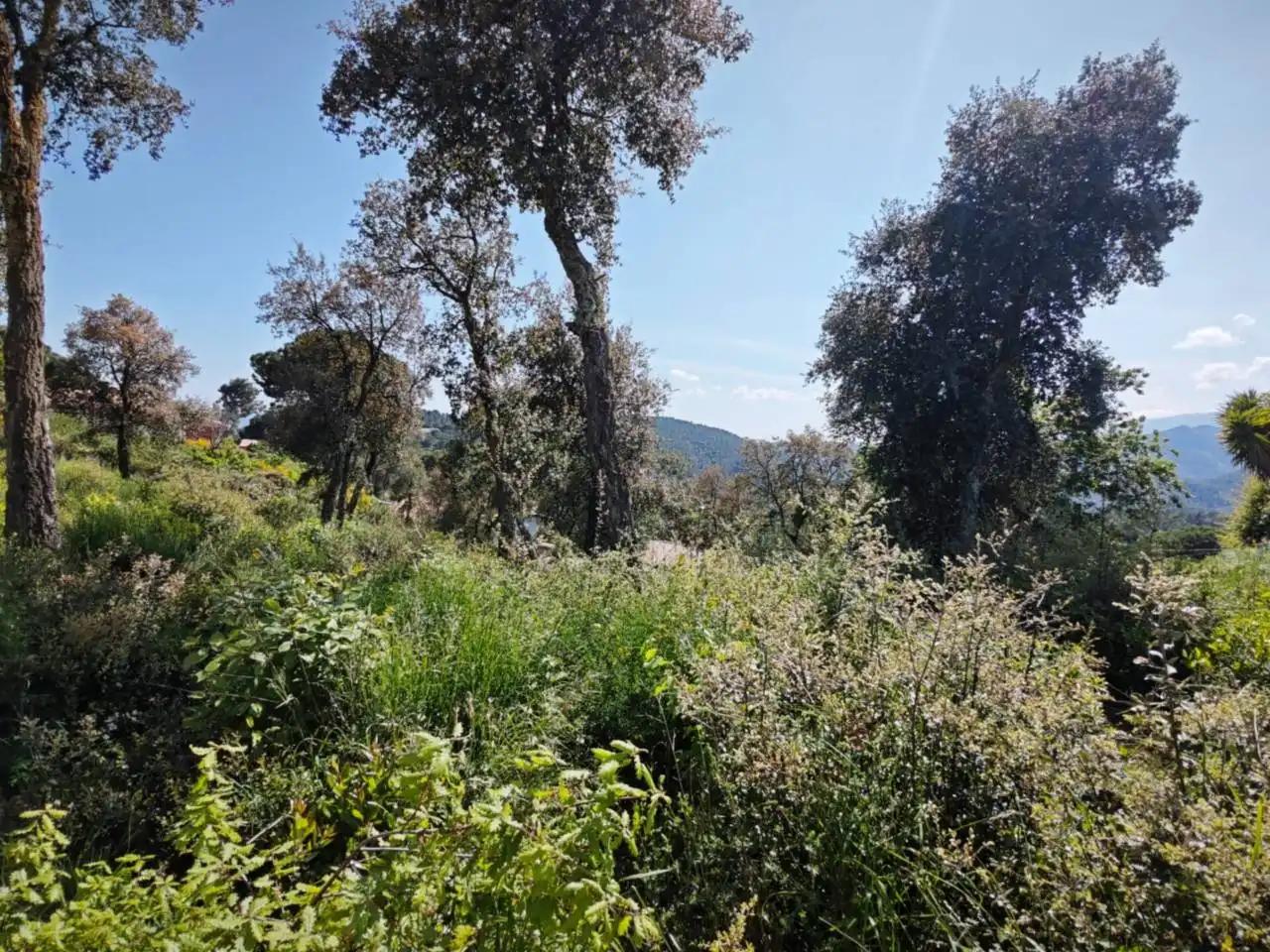 Rural land for sale in Calle Hortènsies, imagen 4