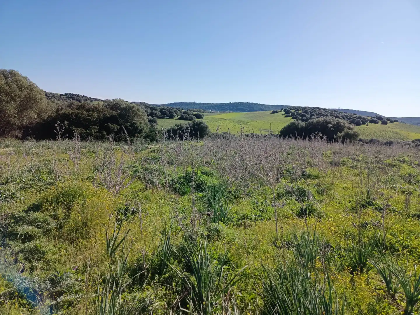 Terrain rustique à vendre à Vejer, imagen 6