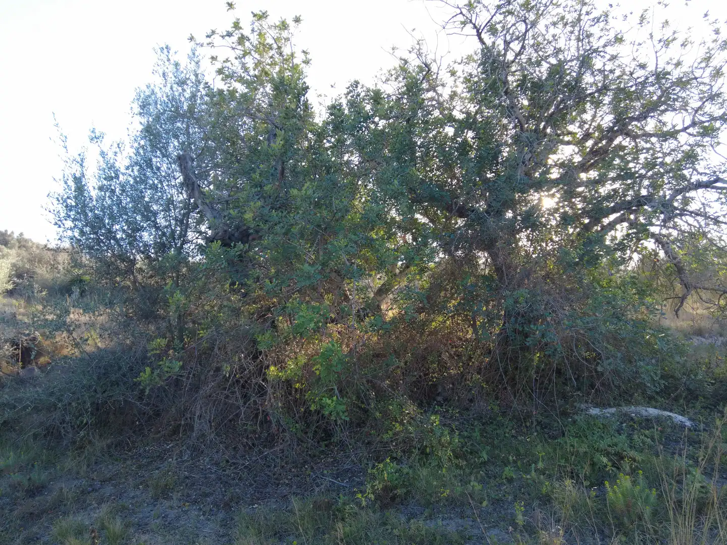 Maison rustique à vendre à Partides comunes - Adsubia, imagen 32