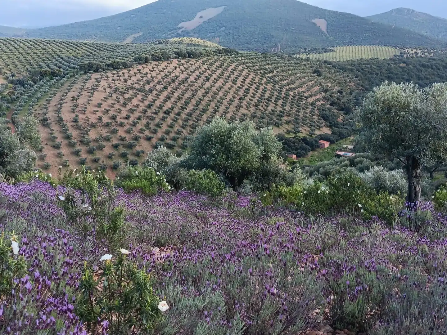 Finca rústica en venda a Belvís de la Jara