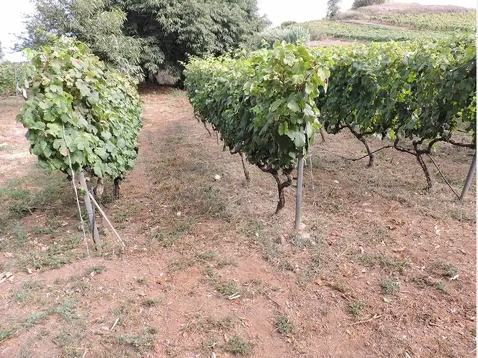 Finca rústica en venda en Tacoronte amb Jardí privat i Traster