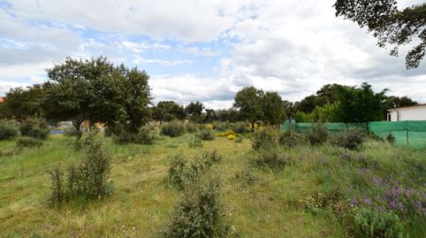 MAELLO, immagine 2