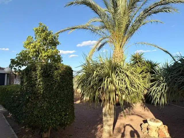Jardí de Casa o xalet en venda en Elche / Elx amb Aire condicionat, Calefacció i Jardí privat