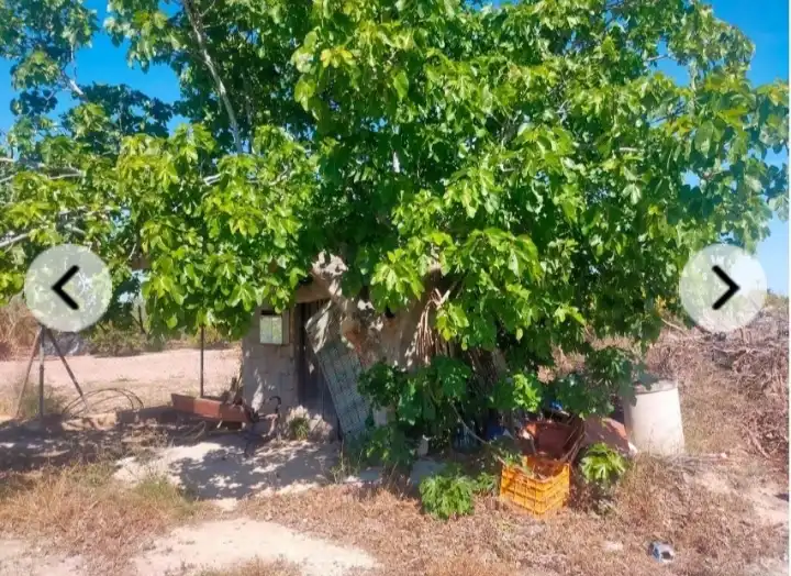 Rural land for sale in La Foia - Daimés - Asprella, imagen 2