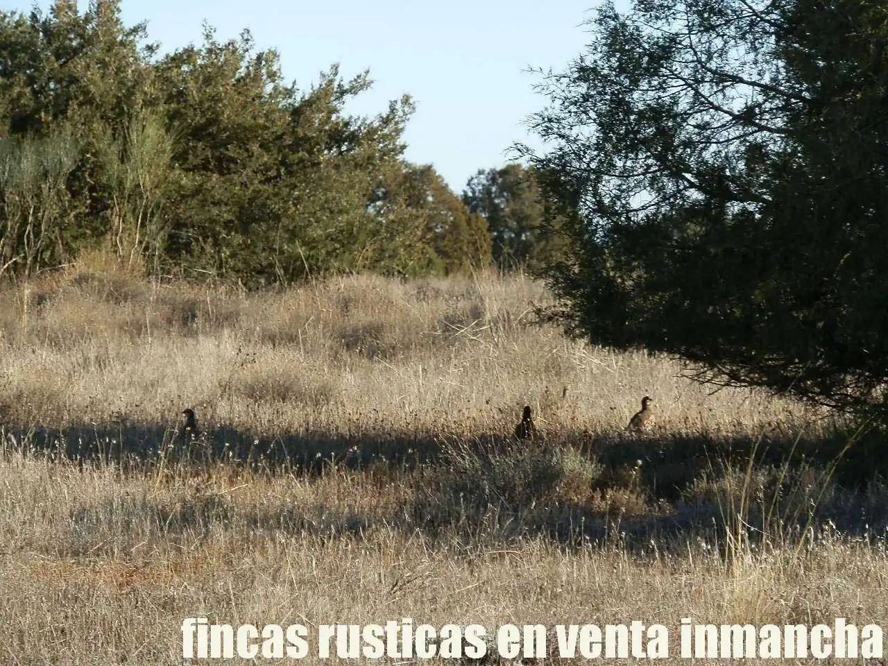 Lands and plots for sale in Ossa de Montiel, imagen 23