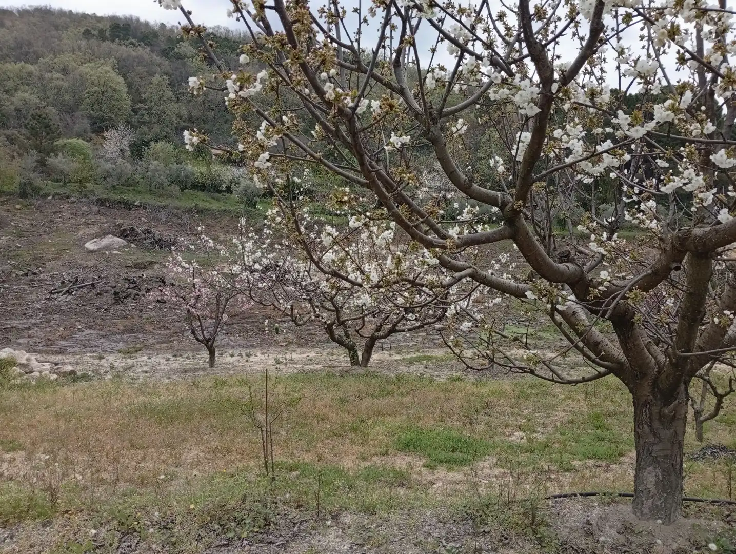 Terreni e lotti in vendita a Villanueva de la Vera, imagen 52