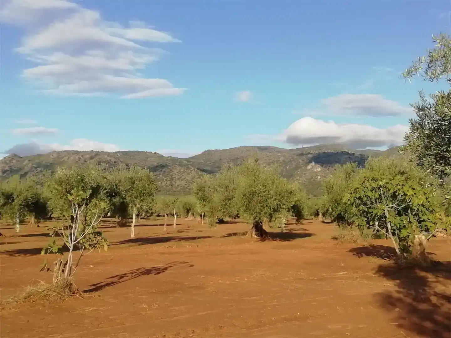 Jardín de Terreno en venta en Arroyomolinos (Cáceres)