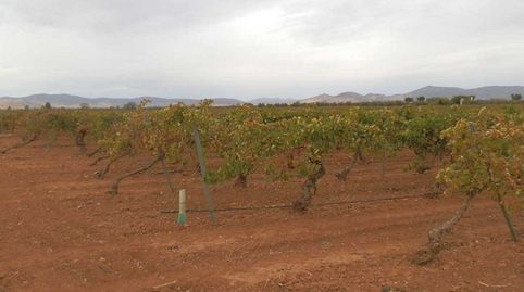 finca en venta viña en espaldera regadío en Ciudad Real, immagine 4