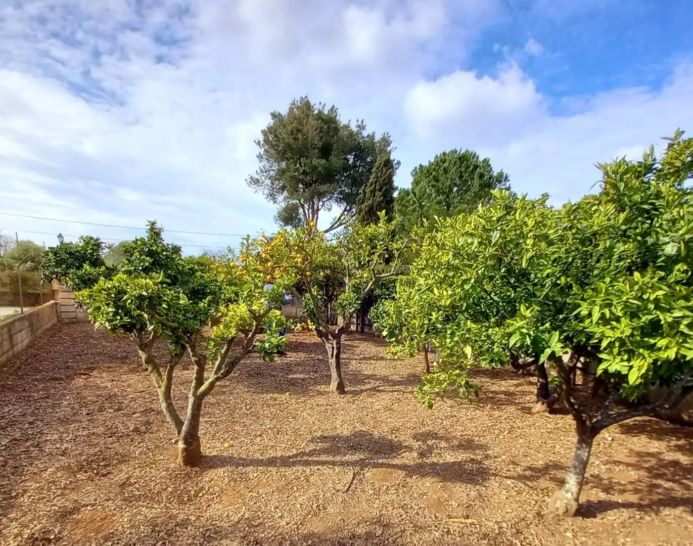 Casa o xalet en venda a Son Sardina