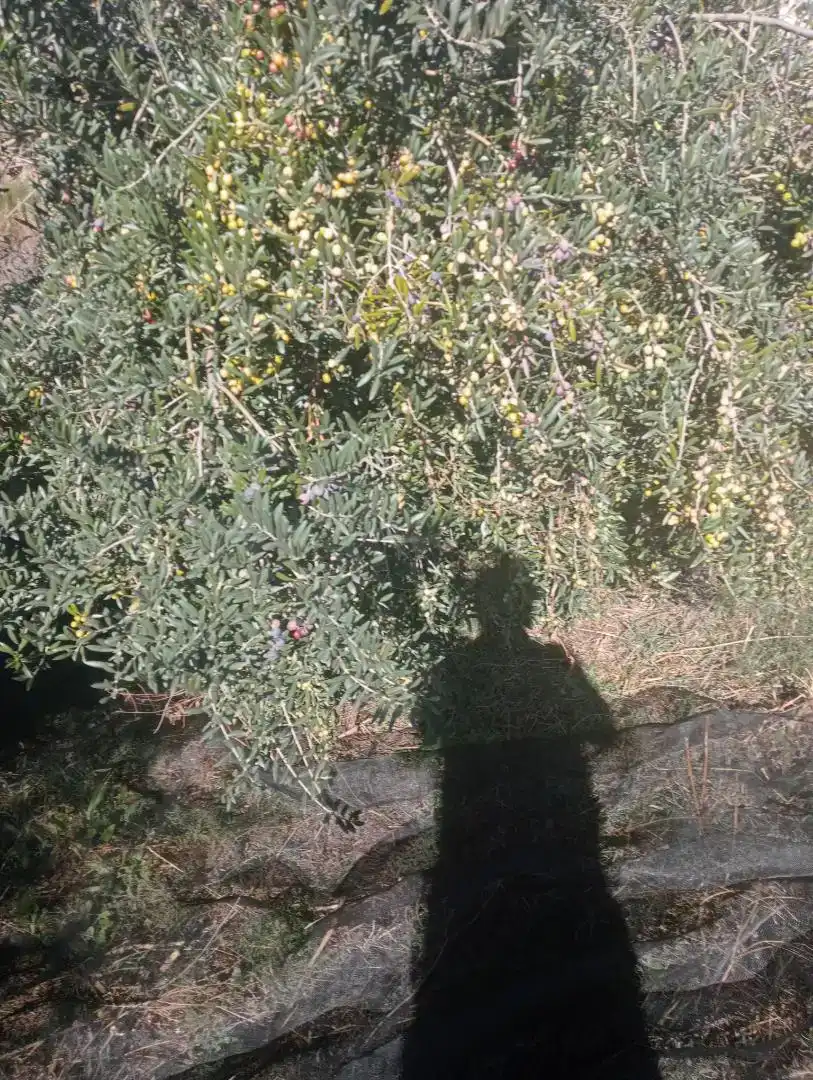 Jardí de Residencial en venda en Ohanes, Almería
