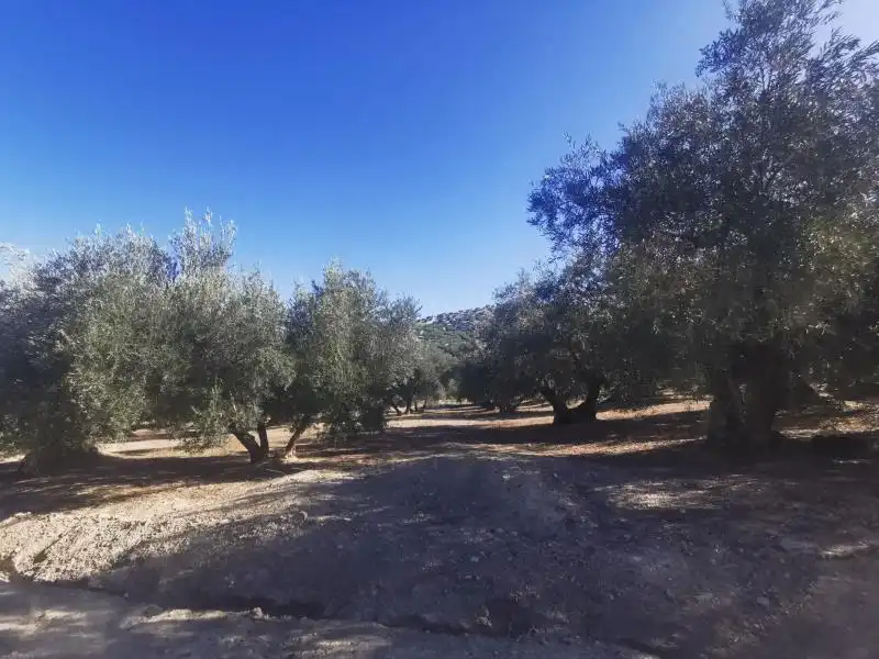 Terreny rústic en venda a Priego de Córdoba, imagen 2