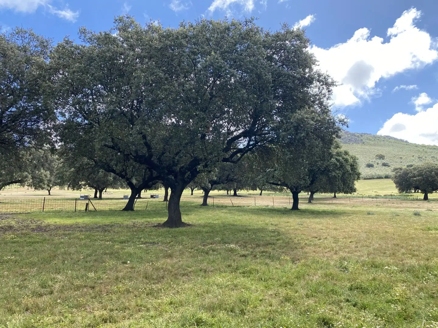 Terreno en venta en Deleitosa