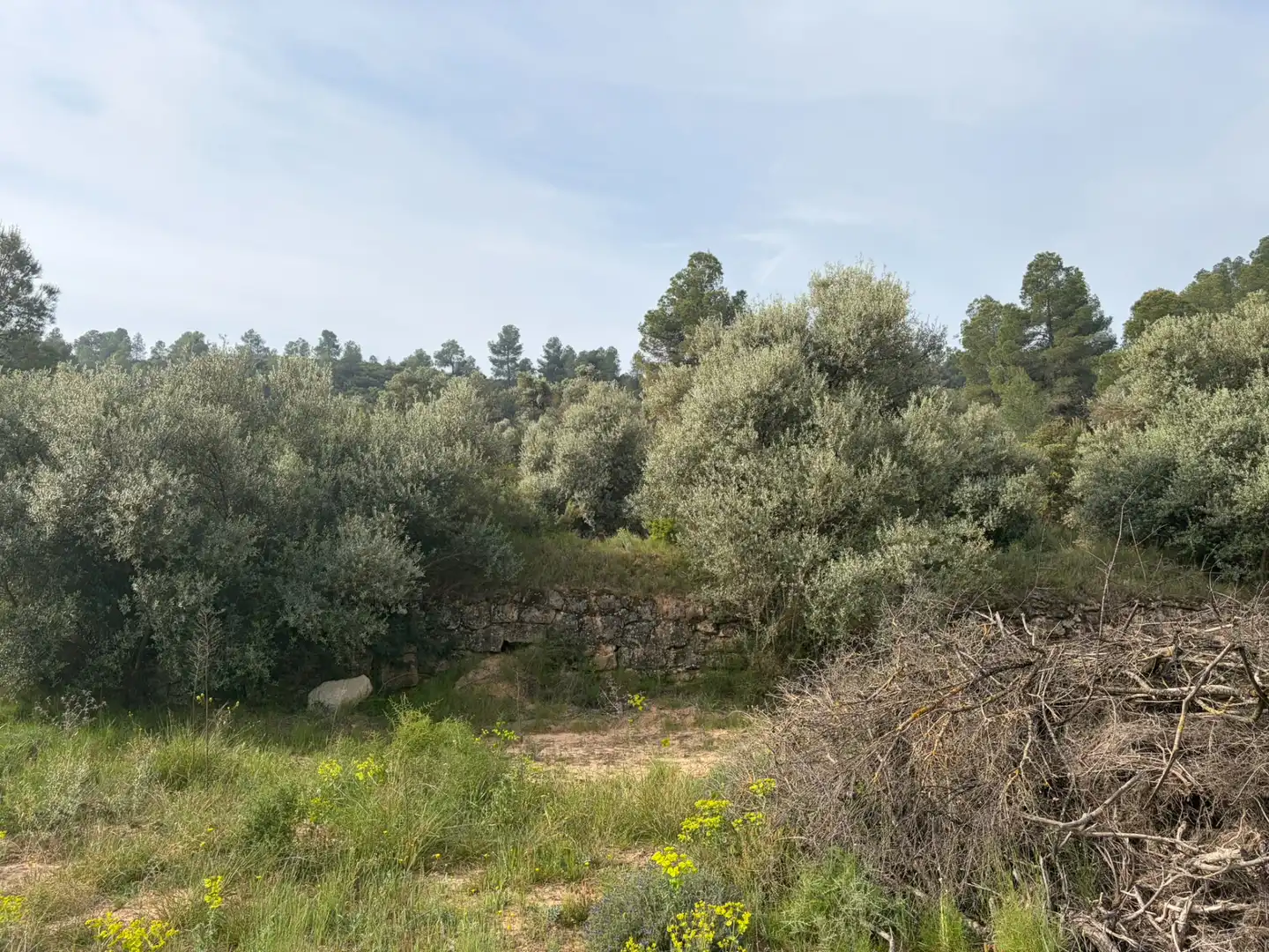 Terreno rustico in vendita a Ascó, imagen 7