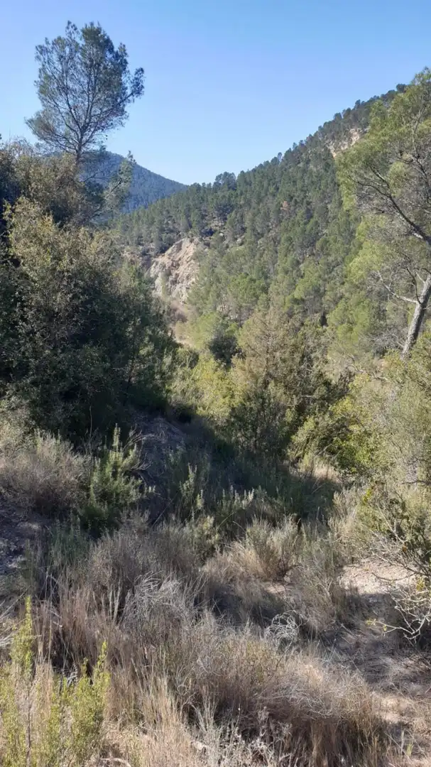 Terrain résidentiel à vendre à Requena, imagen 15