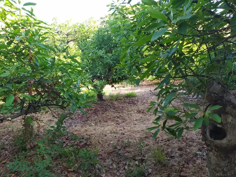 Rural land for sale in Calle de la Molineta 25, imagen 6