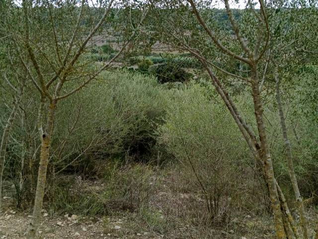 Terreno en Venta en Calle Sineu , 4 en Petra