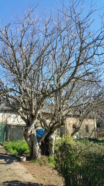 Jardín de Finca rústica en venta en Ponferrada con Calefacción, Jardín privado y Terraza