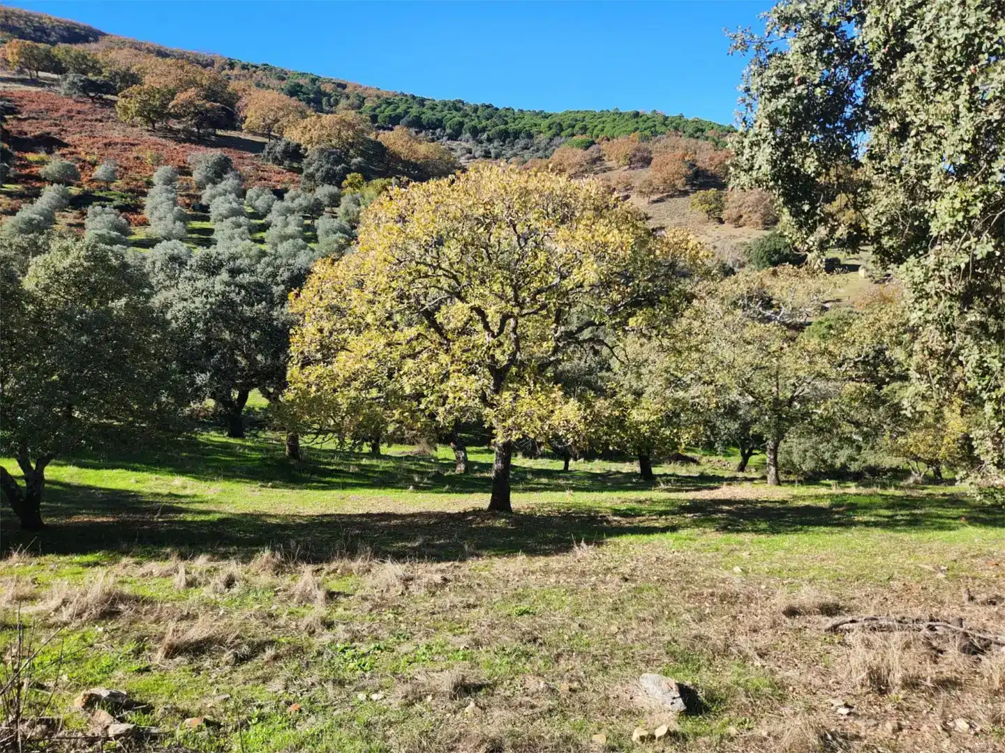 Piso en venta en Calera de León
