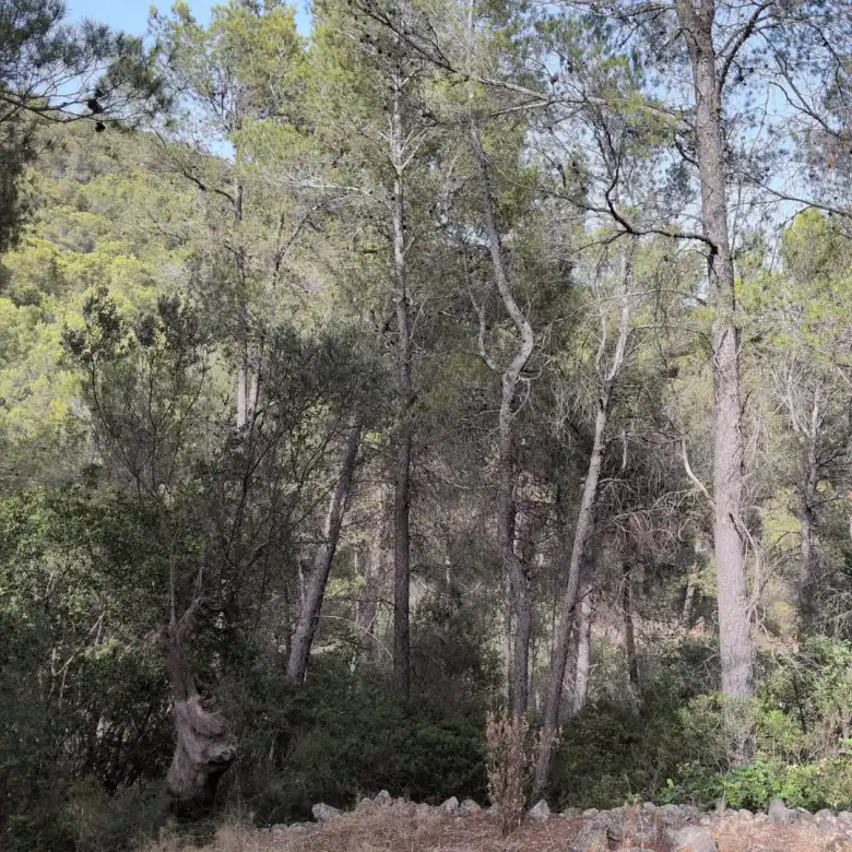 Terreny rústic en venda a Santa María del Camí, imagen 2
