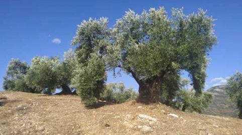 Foto 5 de Residencial en venda a Paraje la Jorquera, 11503, Villanueva del Arzobispo, Jaén