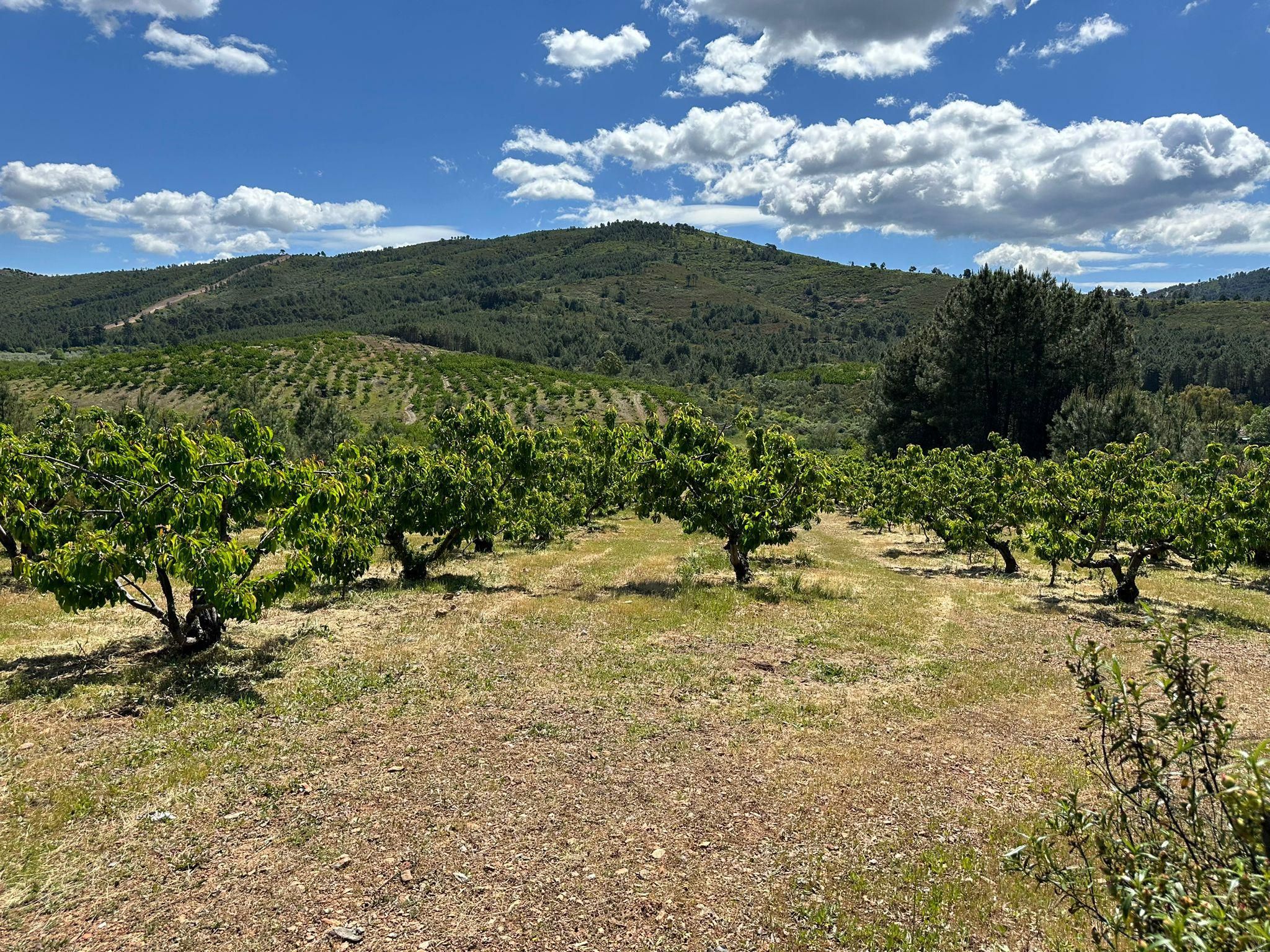 Country house zum verkauf in Torrecilla de los Ángeles
