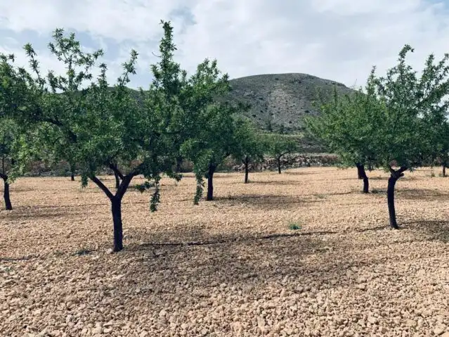 Terreny rústic en venda a La Romana, imagen 13