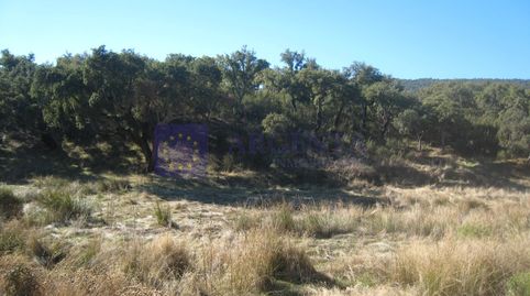 FINCA GANADERA DE UNAS 550 HECTÁREAS EN LA ZONA DE ALISEDA, imatge 2