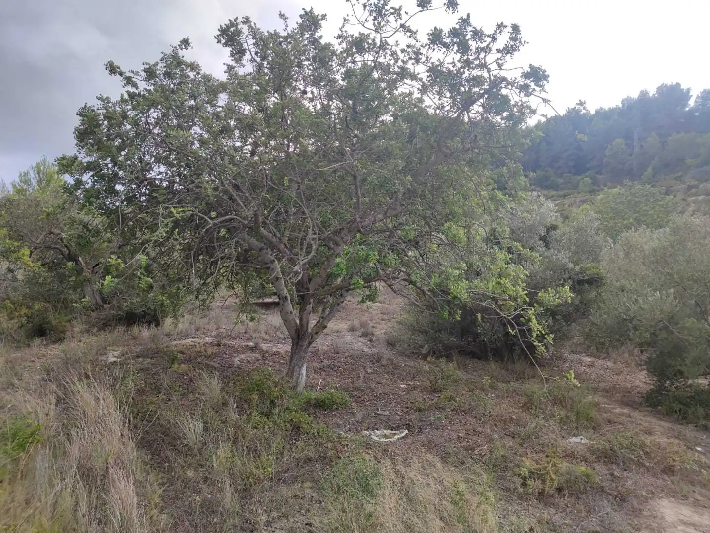 Terreny residencial en venda a Benimeit - Tabaira, imagen 2