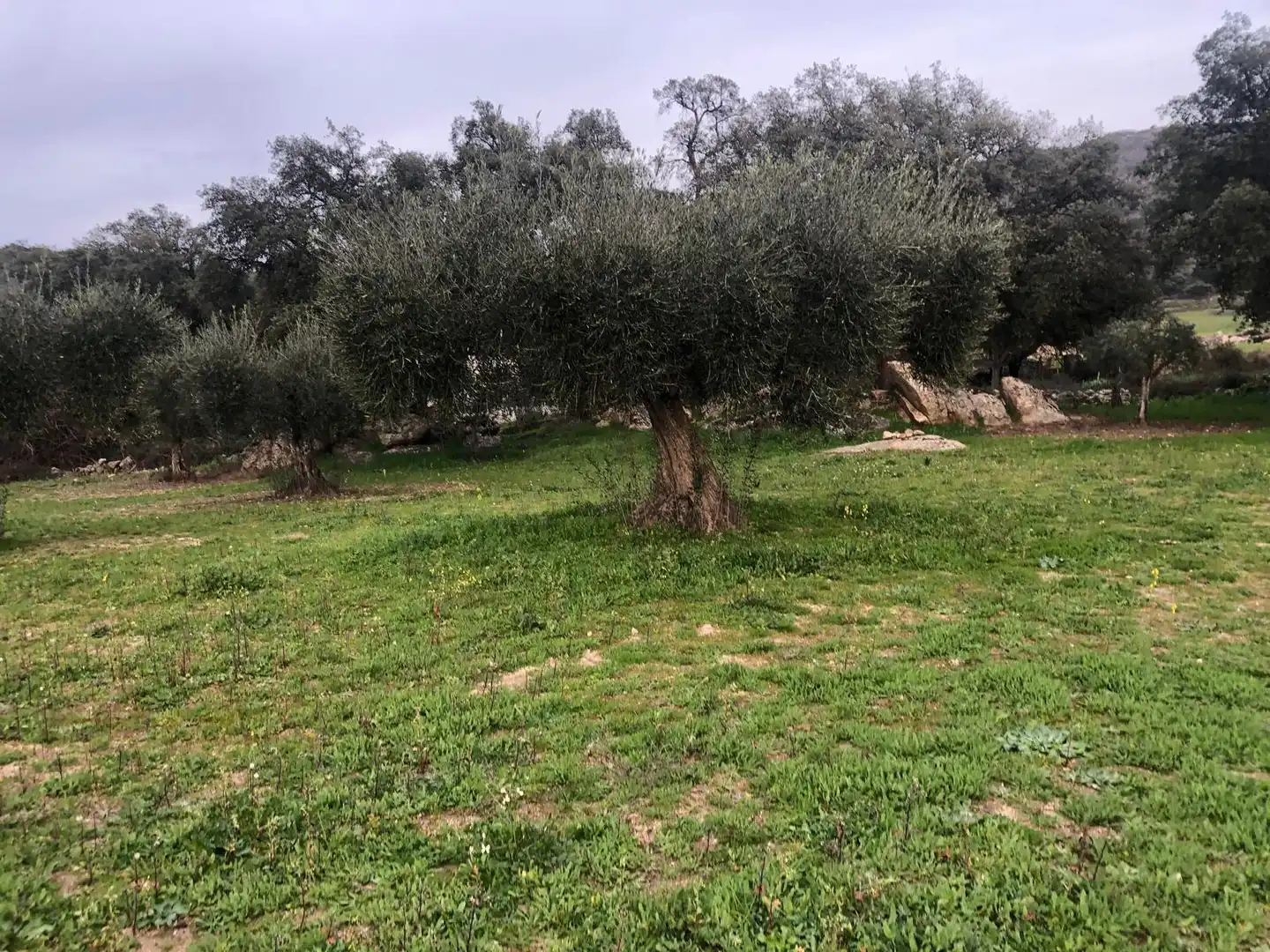 Land for sale in Montánchez