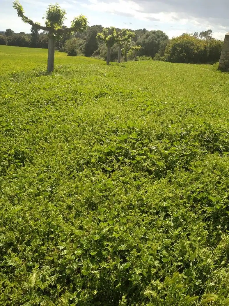 Jardín de Finca rústica en venta en Vilopriu