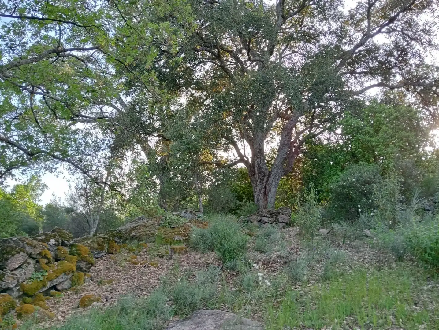 Terreno en venta en Villanueva de la Vera