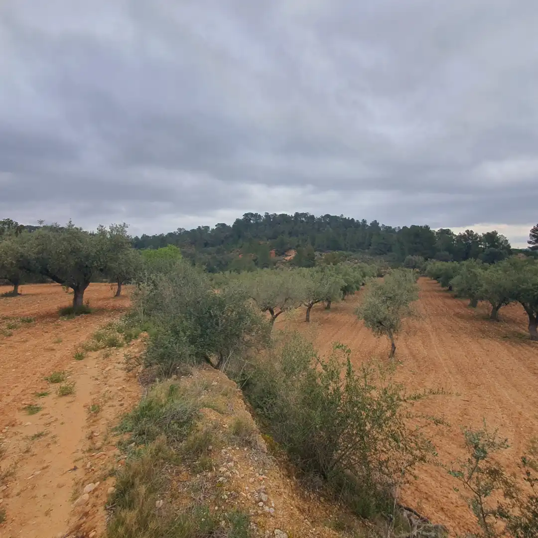 Rustikales Grundstück zum Verkauf in El Pinell de Brai, imagen 4