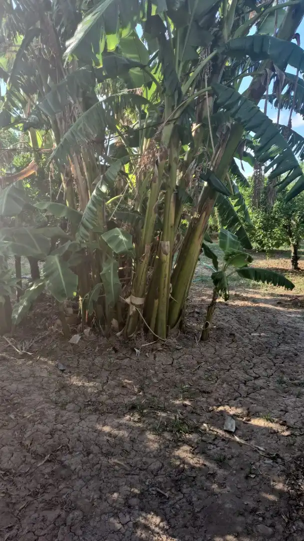 Finca rústica en venta en Murcia con Amueblado
