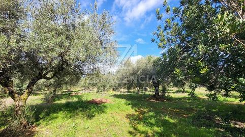 FINCA RUSTICA EN VENTA EN TRAIGUERA
