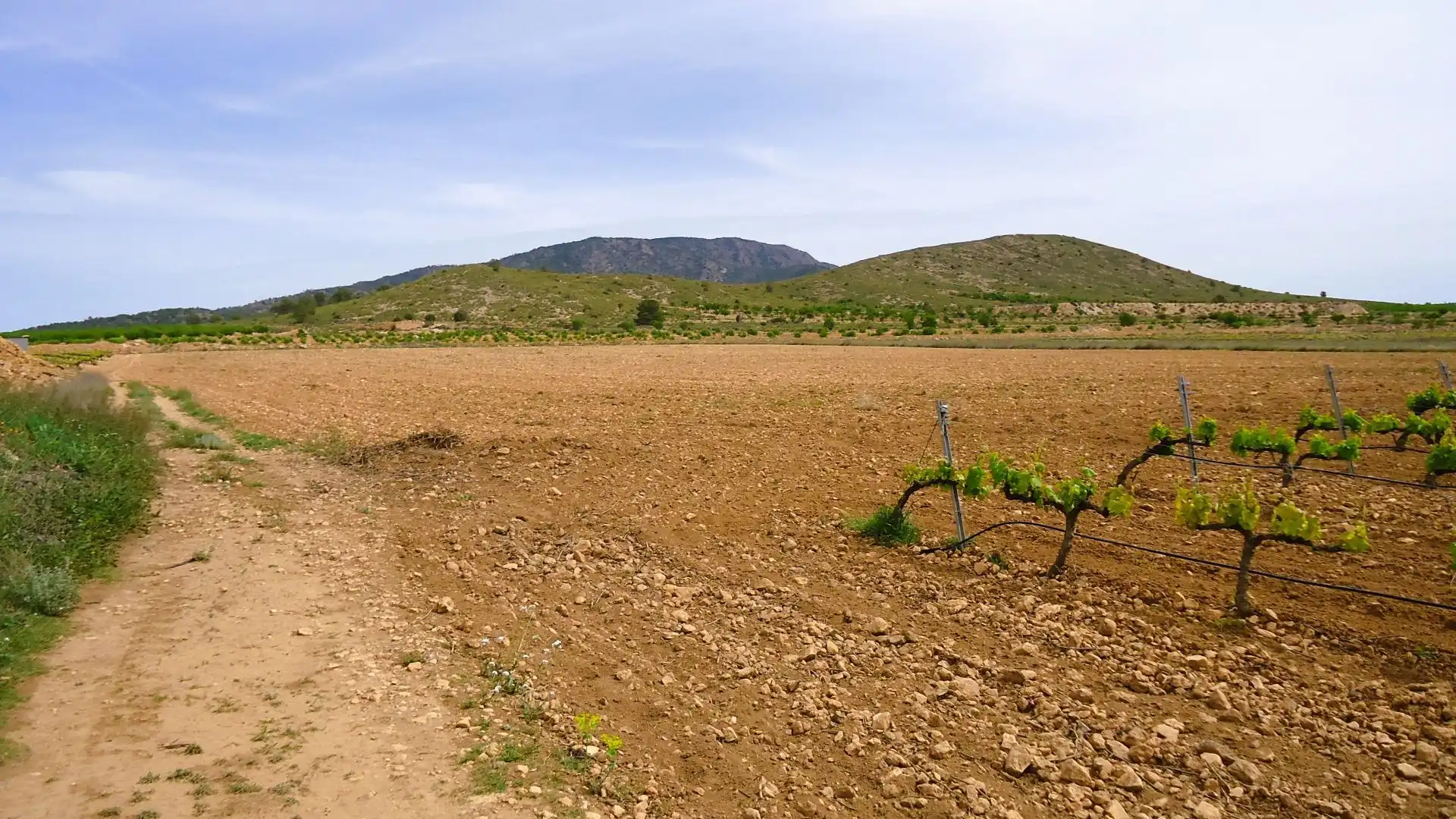 Terreno rústico en venta en El Pinós / Pinoso, imagen 2
