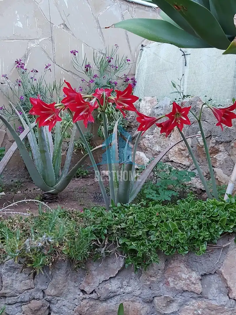 Villa avec jardin à vendre à Sant Antoni, imagen 28