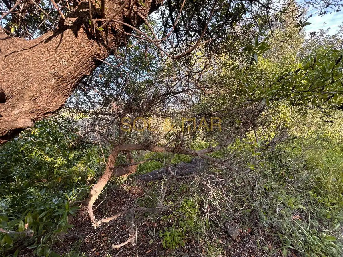 Casa rústica en venta en Nueva Aljaima - Las Tres Leguas - Los Mondeños, imagen 37